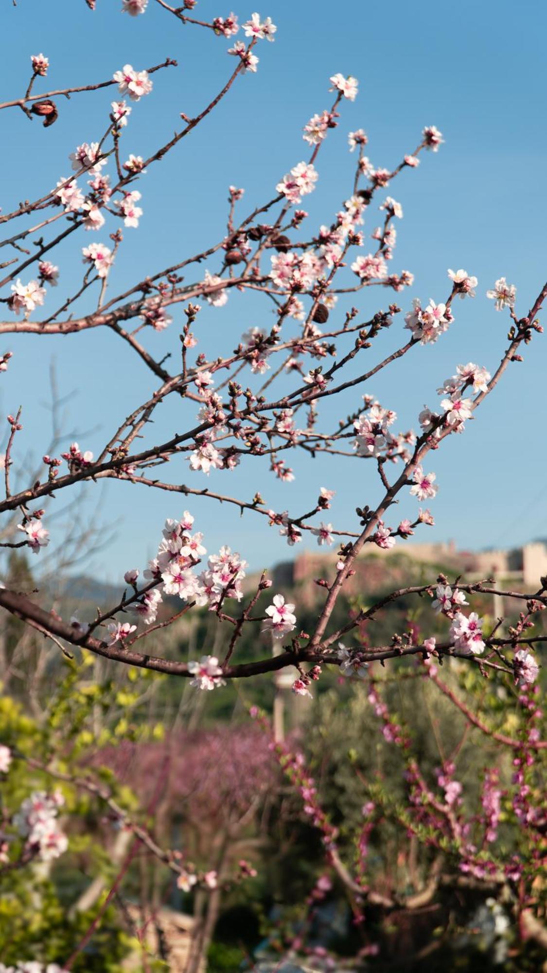 Mandalin Glamping Hotell Selçuk Exteriör bild